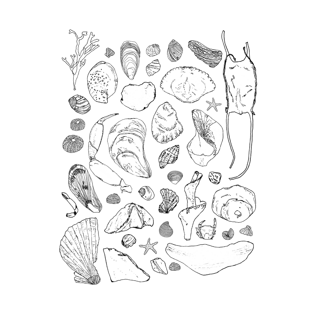 Beachcombing for Seashells Art Print | Cape Cod | Ink