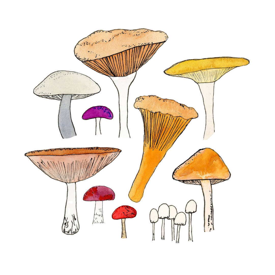 Mushrooms